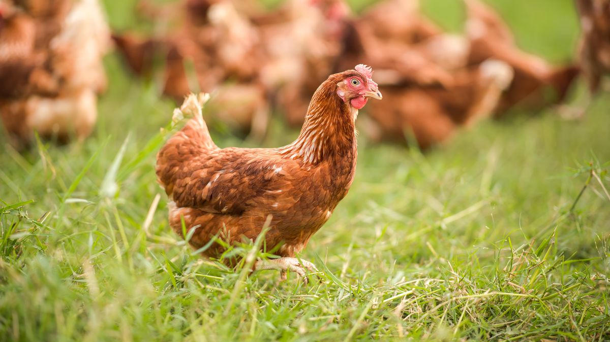 Kvůli ptačí chřipce se musí zlikvidovat i geneticky cenný chov ve Vanči